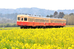 小湊鉄道と菜の花畑