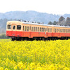 小湊鉄道と菜の花畑
