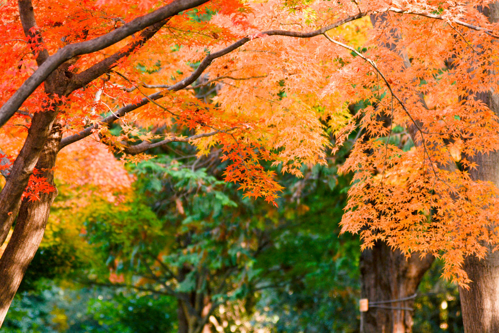 紅葉の便りが。。。