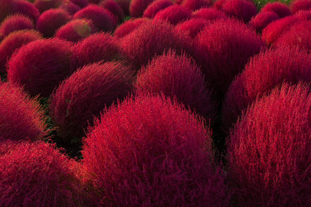 Kochia