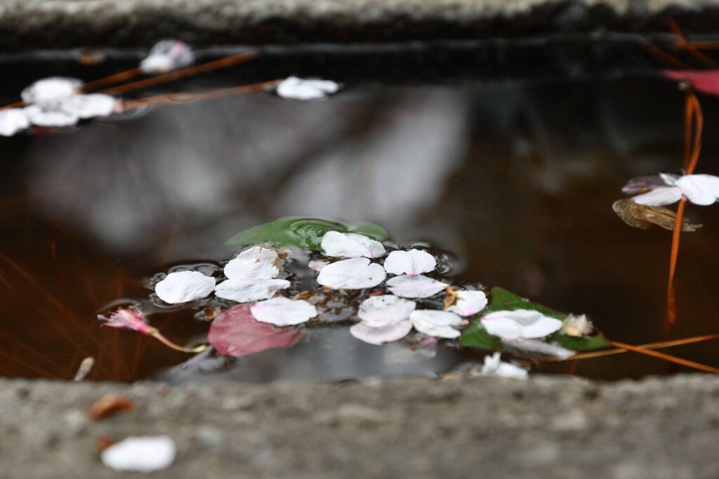 桜の花びら