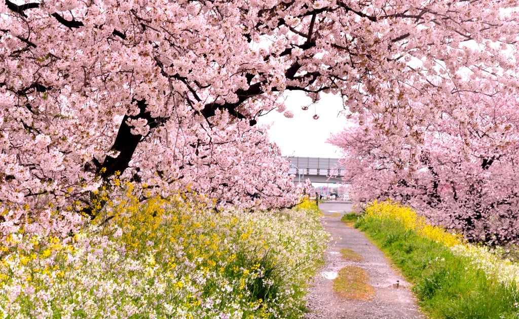 桜のトンネル