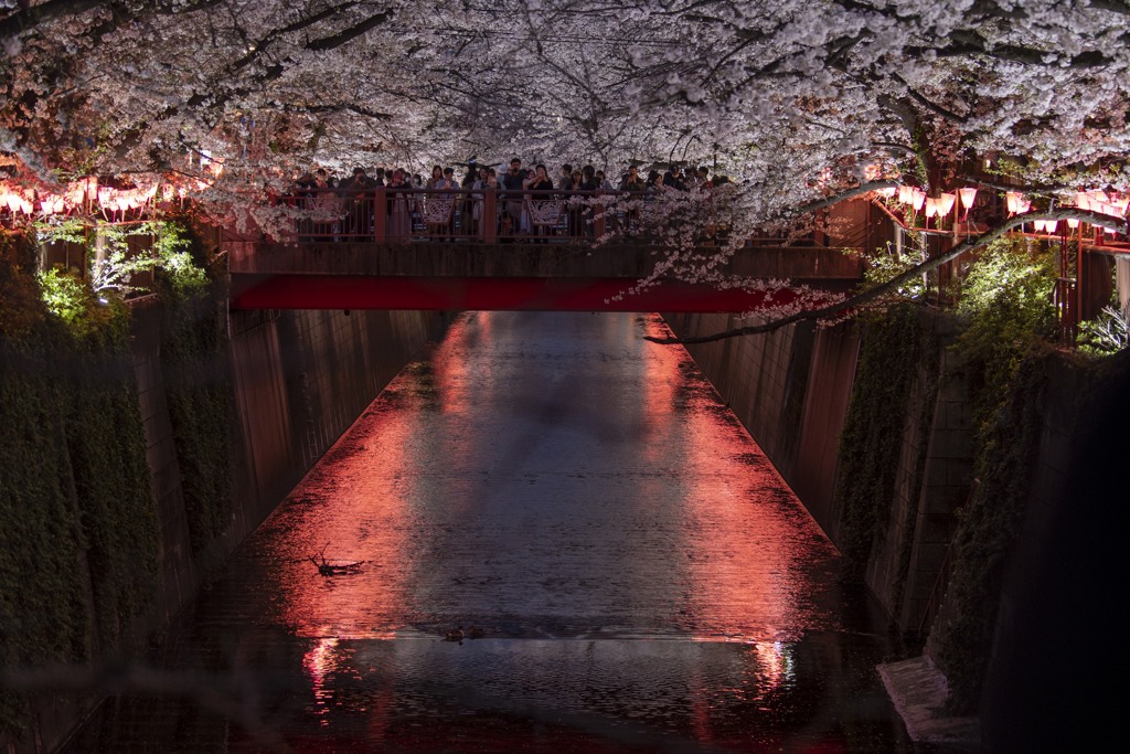 夜桜ライトアップ