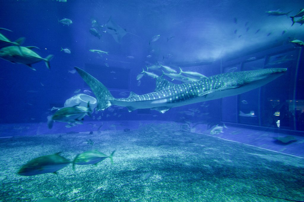 美ら海水族館