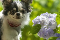 チワワと紫陽花