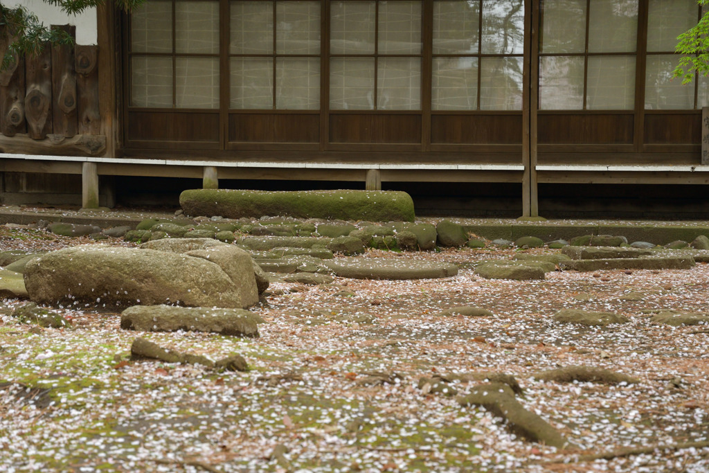 桜の花びら