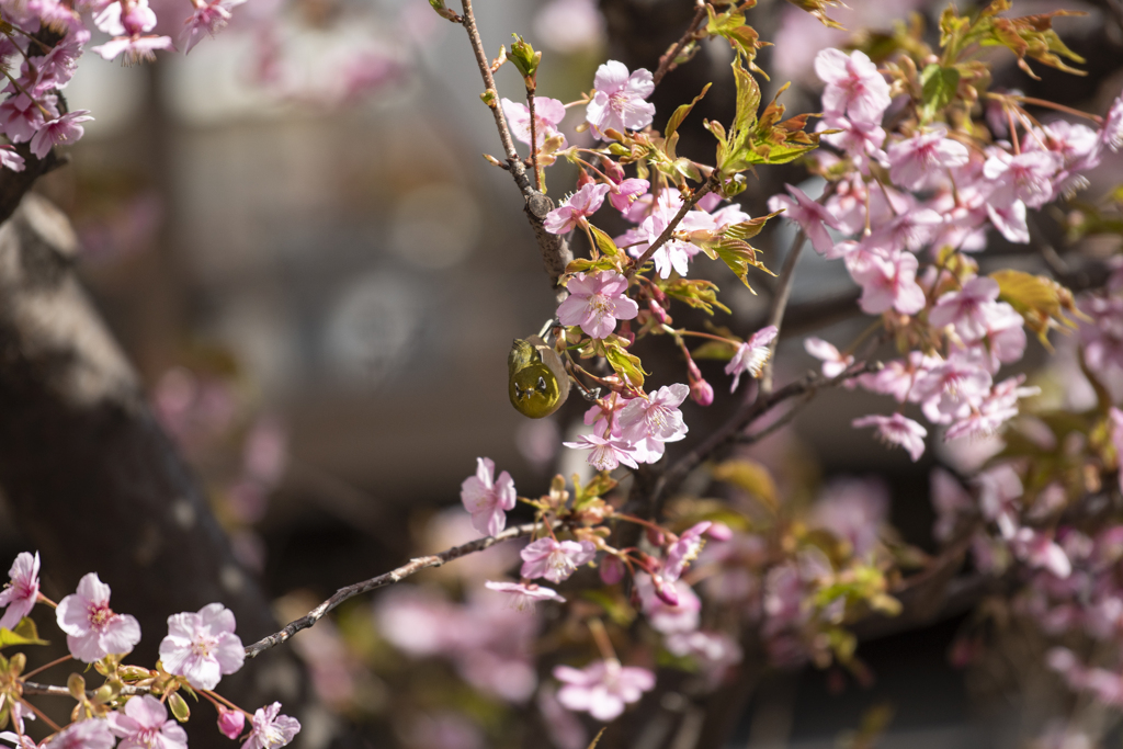 桜とメジロ