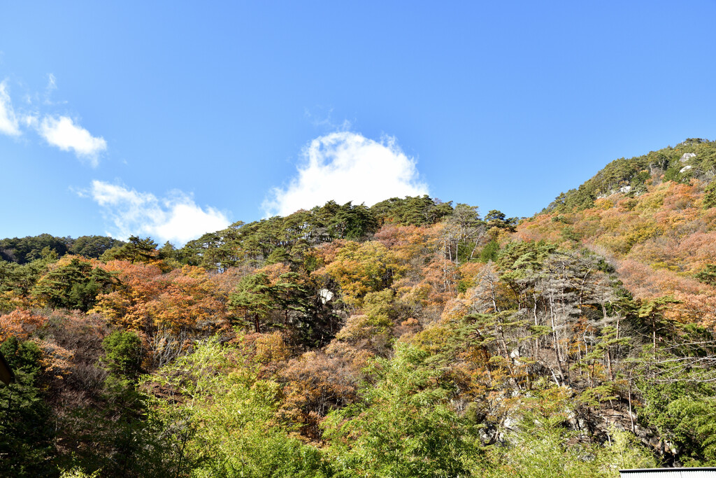 山の紅葉