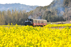 トロッコ列車と菜の花畑