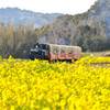 トロッコ列車と菜の花畑