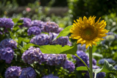 向日葵と紫陽花