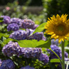 向日葵と紫陽花