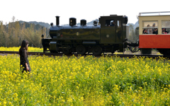 菜の花にトロッコ列車&女子❗