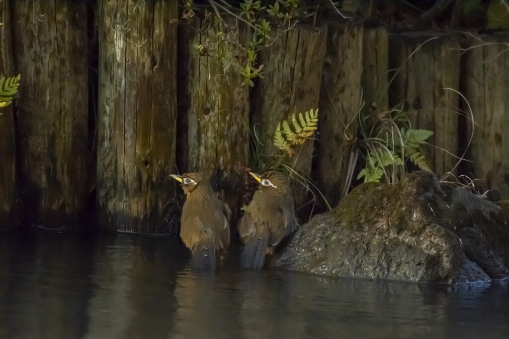 ガビチョウ