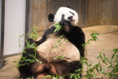 PANDA