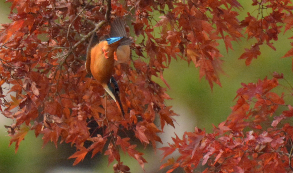 紅葉にカワセミ！