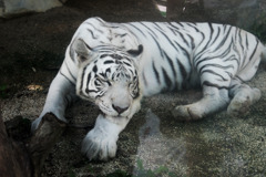 WHITE TIGER