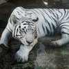 WHITE TIGER