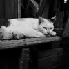 P1020610
