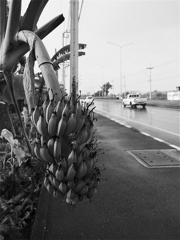 s-P1030318