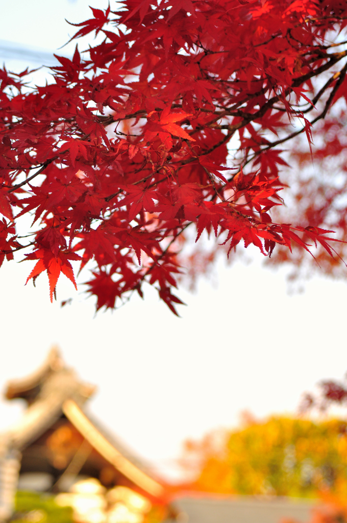 紅葉～嵐山～