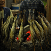 焼き魚