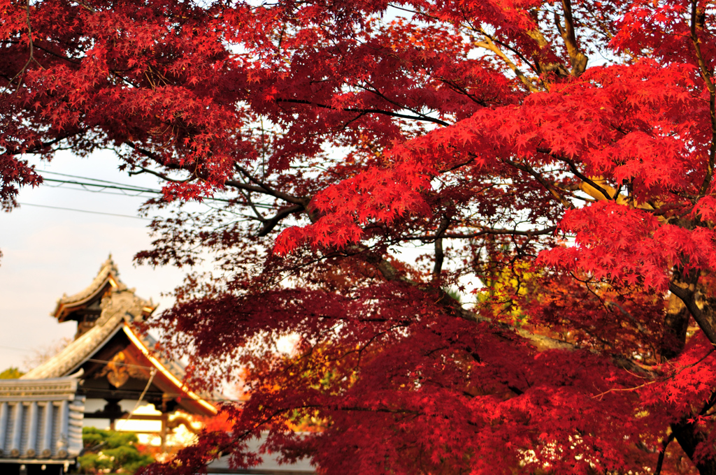 紅葉～嵐山～