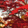 紅葉～嵐山～