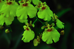 花☆
