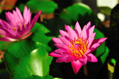 花☆