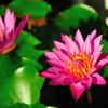 花☆