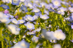 ディズニーランドのお花