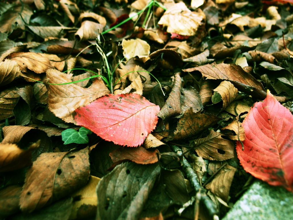 秋ももうすぐ終わり・・・