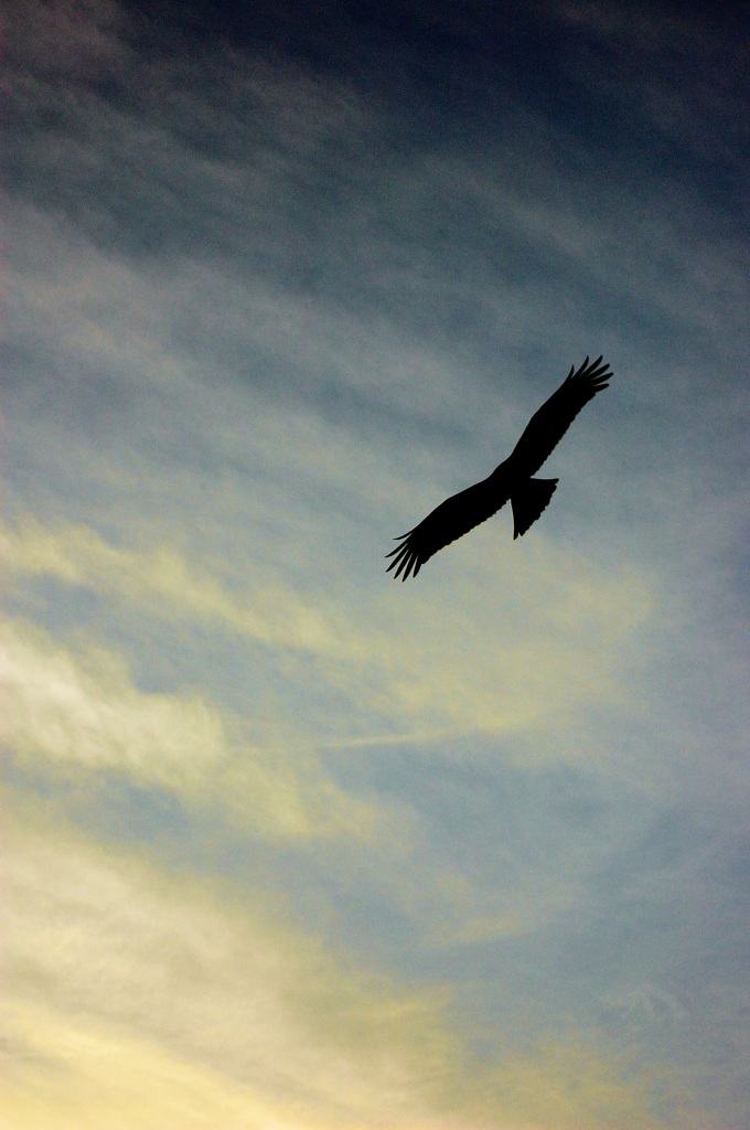 飛翔　夕刻の空に