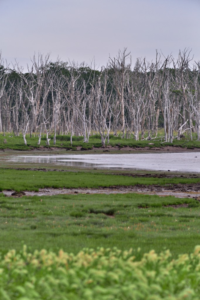 ナラワラの湿原