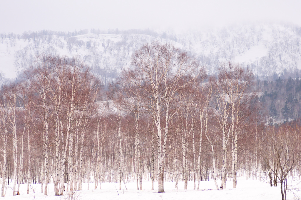 残雪原野　旧深名線を追って