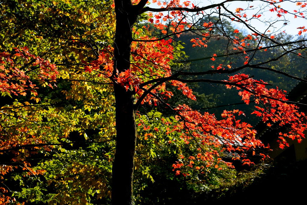 黄紅が舞う。