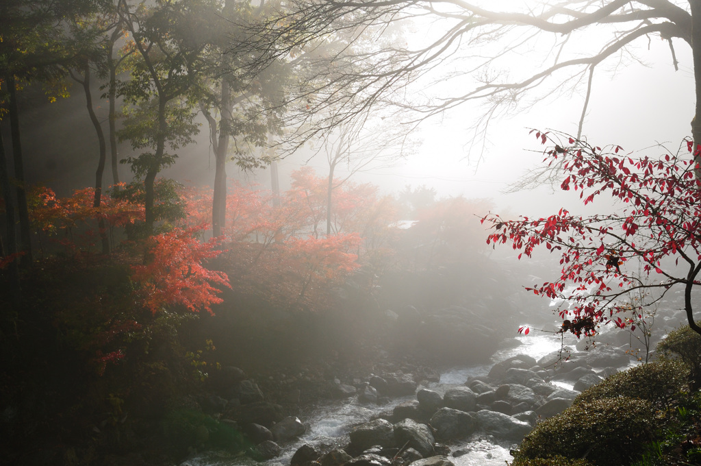 朝靄の小川