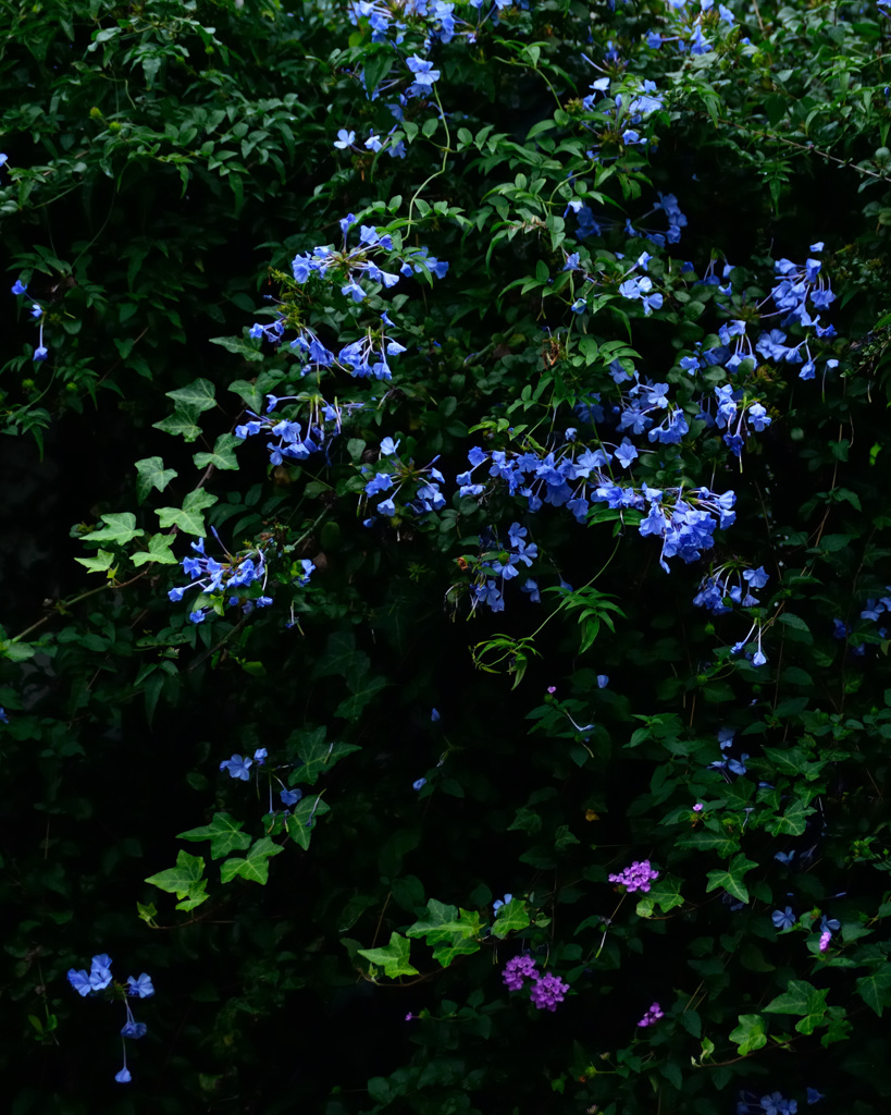 街角の花