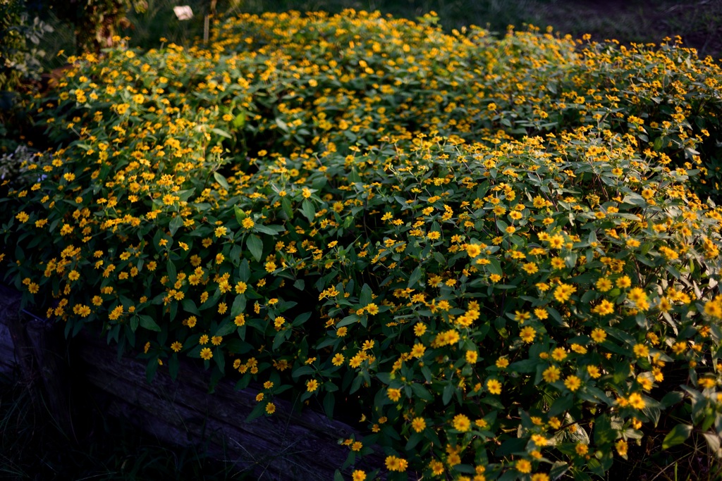 公園の花篭