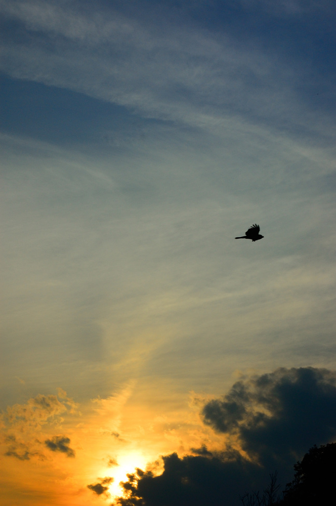 飛翔　夕刻の空に