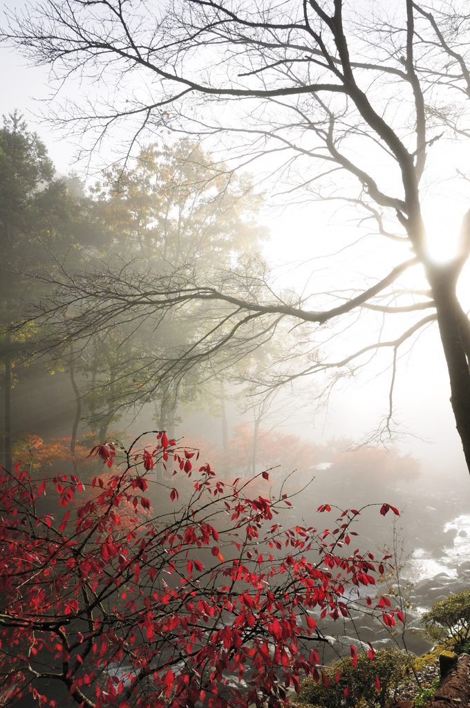 朝靄と紅葉