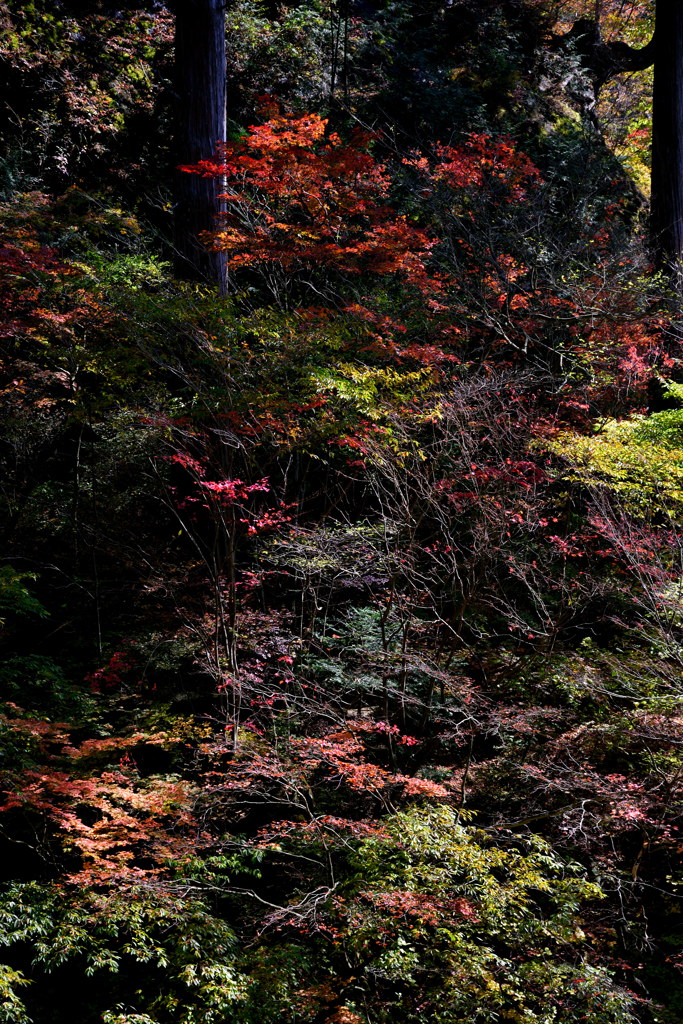 鏤めた精緻紅