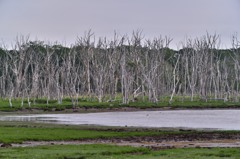 ナラワラの湿原