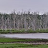 ナラワラの湿原