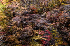 混沌とした精緻な森