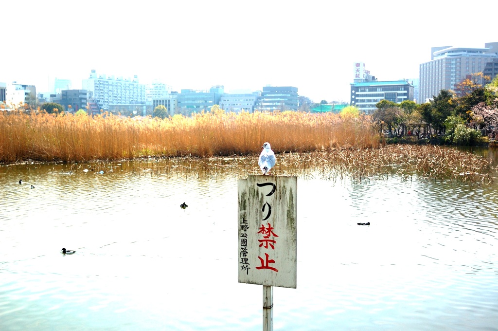 不忍池