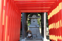 屋島の狸