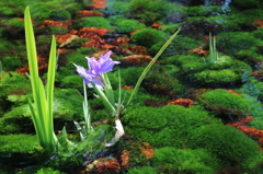 水面と花