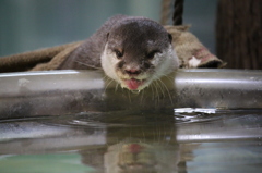 カワウソのメイちゃん